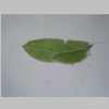 Leaf 20er 01.jpg